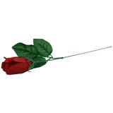 Striptease Rose