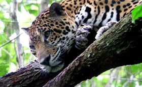 Jaguars are endangered through loss of their forest habitats but several World Land Trust reserves are helping protect them.