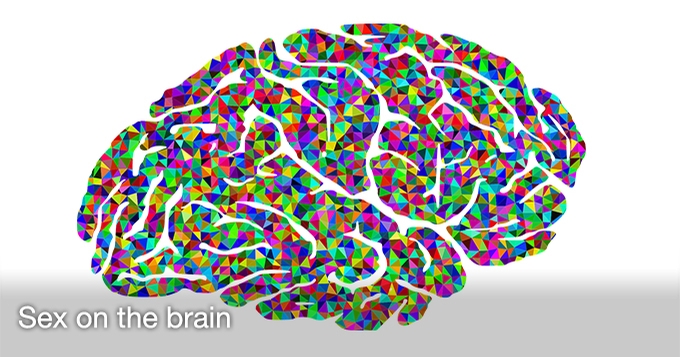 Sex on the brain