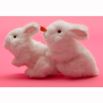 Lovehoney TV Ad Rabbits